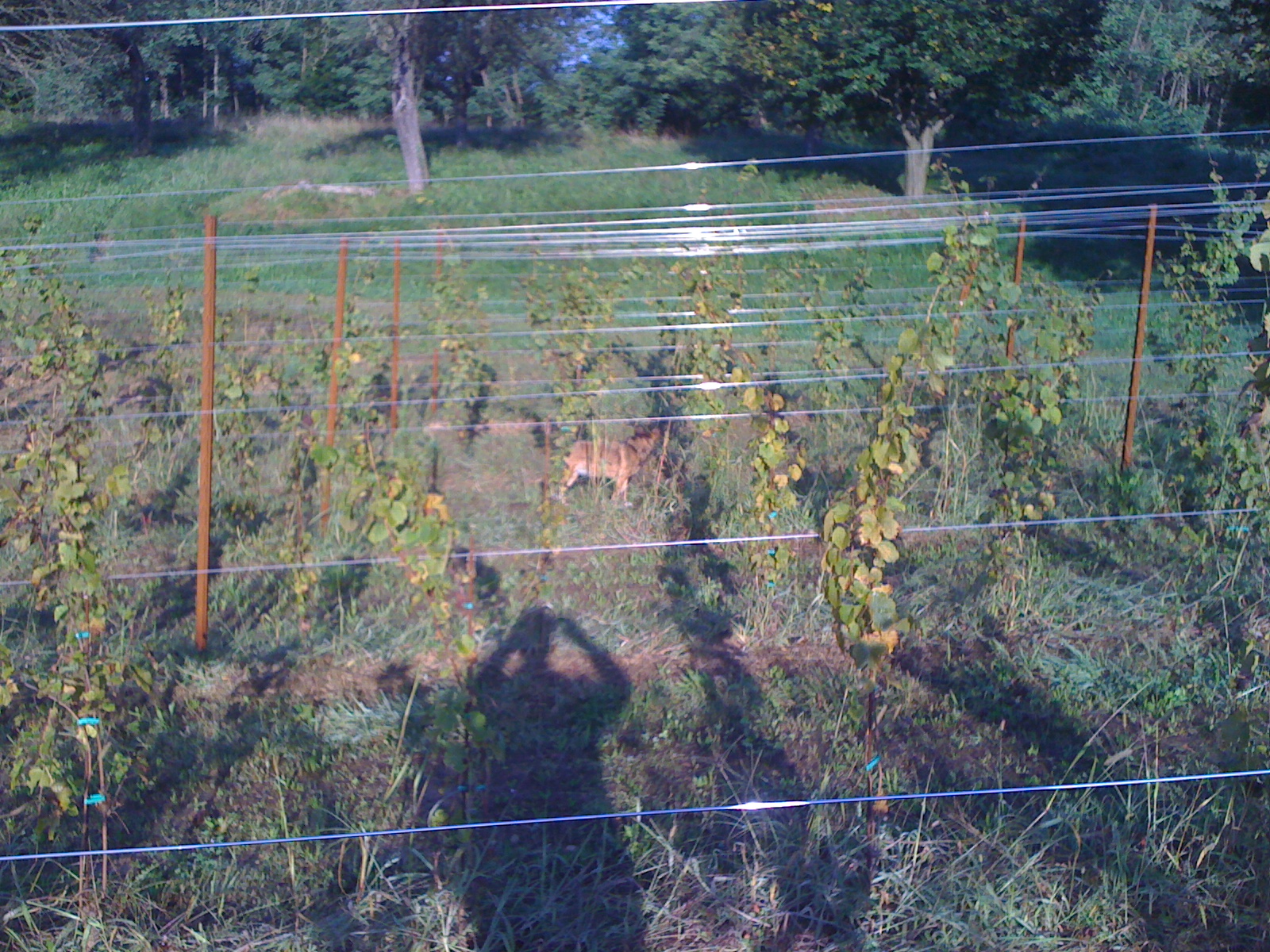 Luna - unser Haushund - auf Entdeckungsreise im Weinberg!