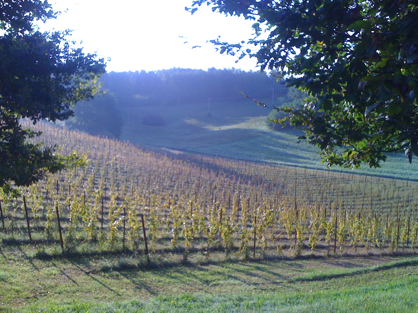 Herbst 2014 - die Reben gedeihen prächtig!