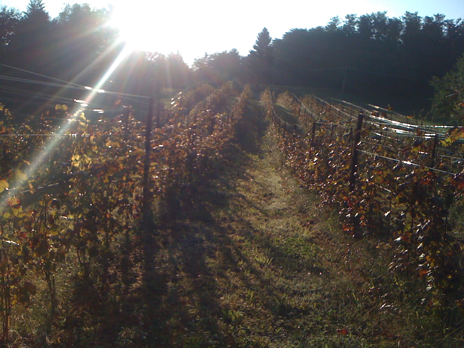 Herbst 2014 - Unsere Reben gedeihen prächtig!