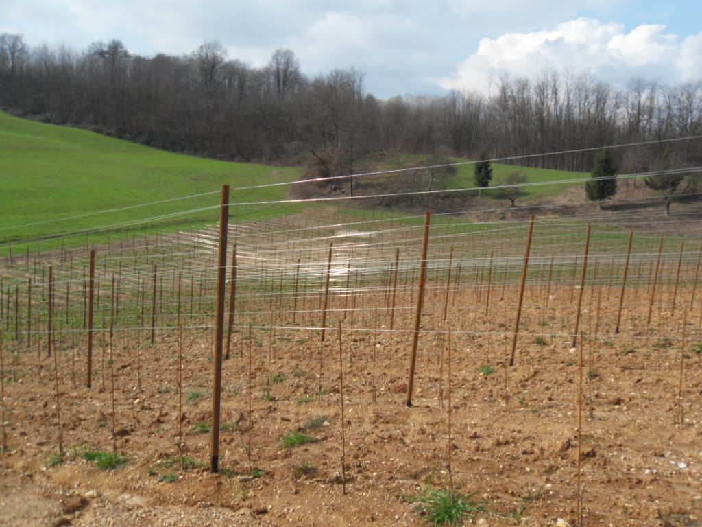 Rebanlage auf dem Montello im Februar 2014