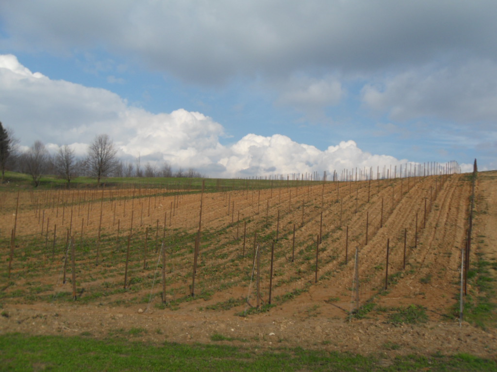 Rebanlage auf dem Montello im Februar 2014