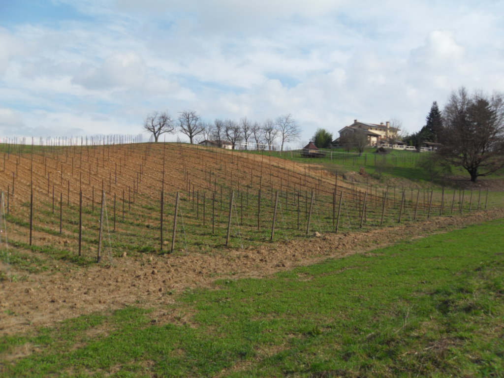 Rebanlage auf dem Montello im Februar 2014