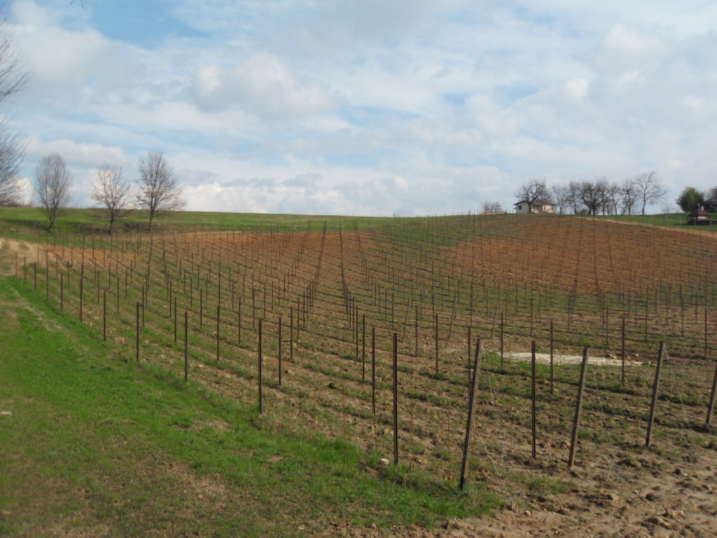 Rebanlage auf dem Montello im Februar 2014