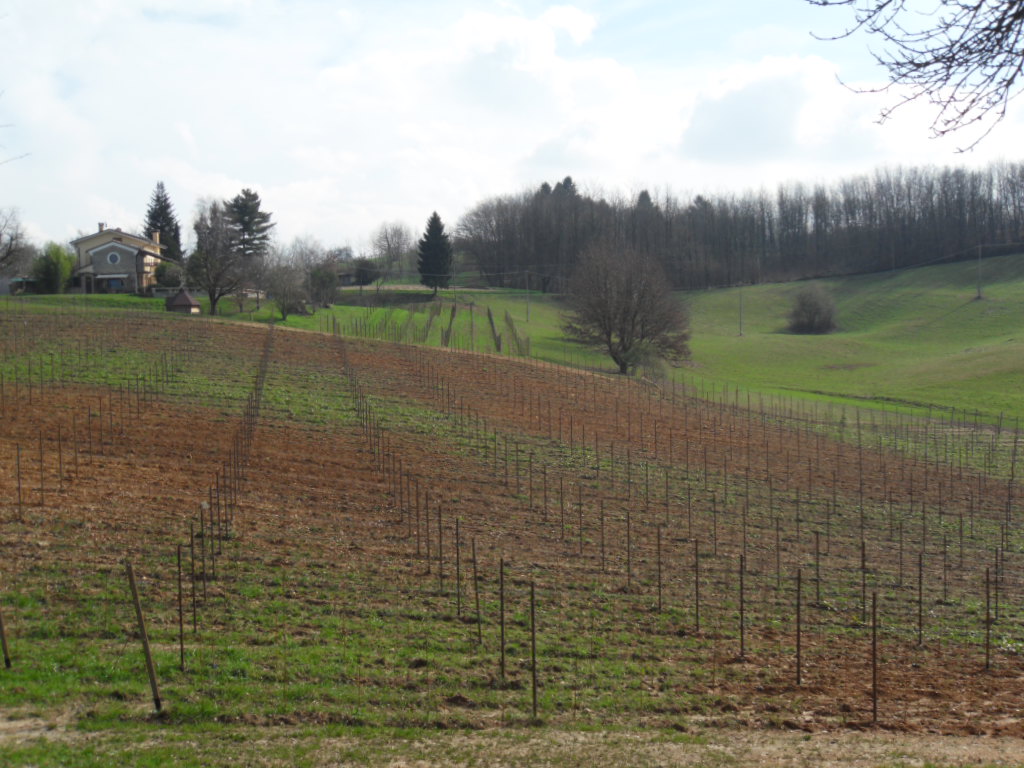 Rebanlage auf dem Montello im Februar 2014