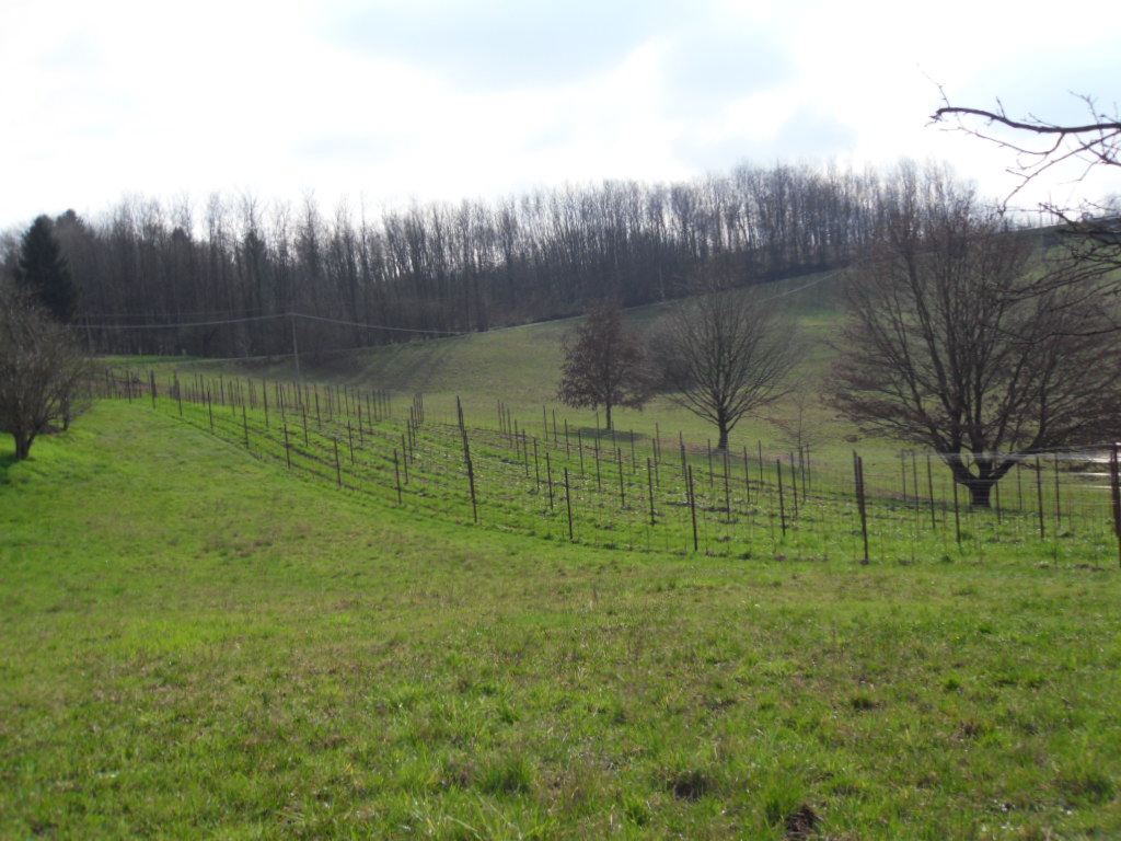 Rebanlage auf dem Montello im Februar 2014