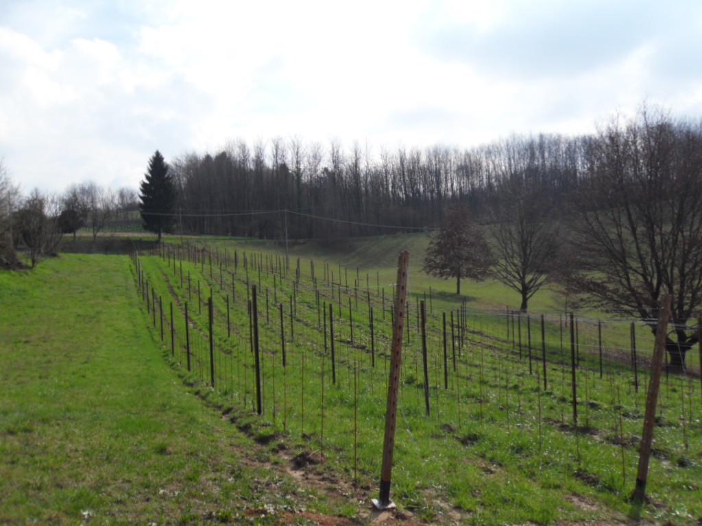 Rebanlage auf dem Montello im Februar 2014